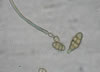 Alternaria mold