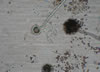 Asperillus niger mold