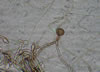 Epicoccum_mold