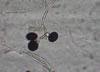 Nigrospora_mold
