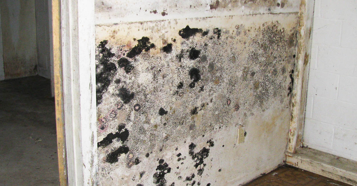 Heavily mold contaminated basement wall with multiple species of mold